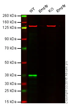 Western blot - Anti-XLF antibody [EPR15882-42] (AB189520)
