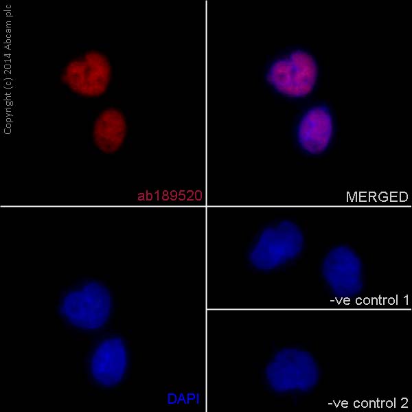 Immunocytochemistry/ Immunofluorescence - Anti-XLF antibody [EPR15882-42] - BSA and Azide free (AB250995), expandable thumbnail