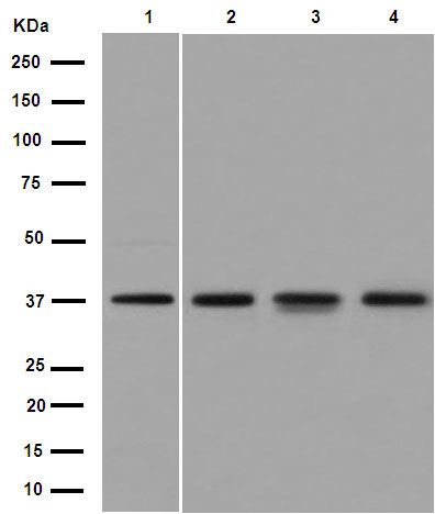 Western blot - Anti-XLF antibody [EPR15882-42] - BSA and Azide free (AB250995), expandable thumbnail