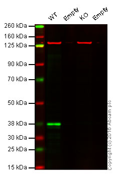 Western blot - Anti-XLF antibody [EPR15882-42] - BSA and Azide free (AB250995), expandable thumbnail