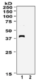 Western blot - Anti-XPA antibody [5F12] (AB65963)