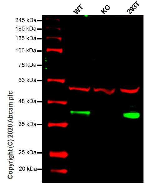 Anti-XPA antibody [5F12] (ab65963) | Abcam