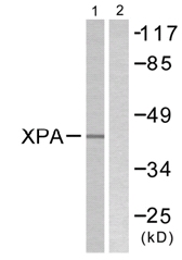 Western blot - Anti-XPA antibody (AB58464)