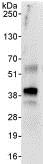 Immunoprecipitation - Anti-XPA antibody (AB85914), expandable thumbnail