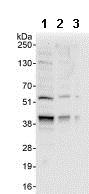 Western blot - Anti-XPA antibody (AB85914), expandable thumbnail
