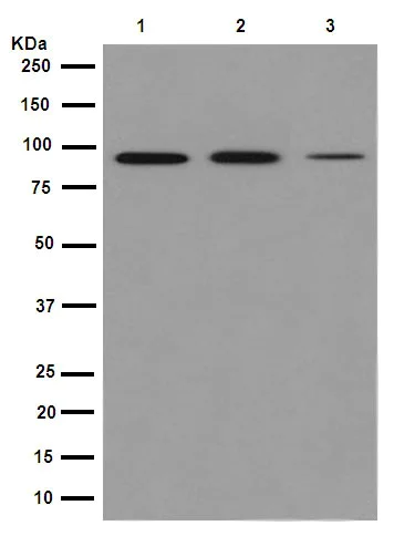 Western blot - Anti-XPB antibody [EPR14161] (AB190698)