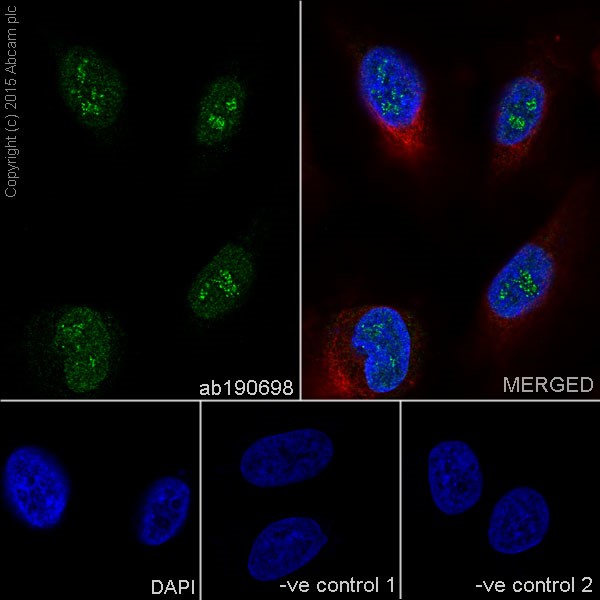 Immunocytochemistry/ Immunofluorescence - Anti-XPB antibody [EPR14161] - BSA and Azide free (AB236128)