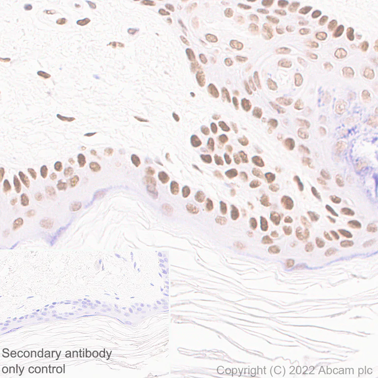 Immunohistochemistry (Formalin/PFA-fixed paraffin-embedded sections) - Anti-XPC antibody [EPR25076-9] - BSA and Azide free (AB309130)