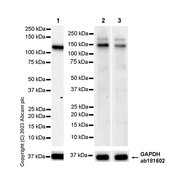 Western blot - Anti-XPC antibody [EPR25076-9] - BSA and Azide free (AB309130)