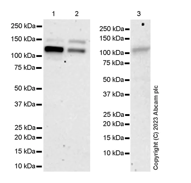 Western blot - Anti-XPC antibody [EPR25076-9] - BSA and Azide free (AB309130)