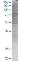 SDS-PAGE - XPD overexpression 293T lysate (whole cell) (AB94136)