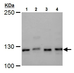 Western blot - Anti-XPF antibody (AB227712)