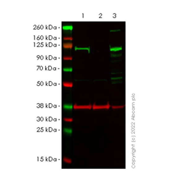 Western blot - Anti-XPF antibody [EPR25350-148] (AB290725)