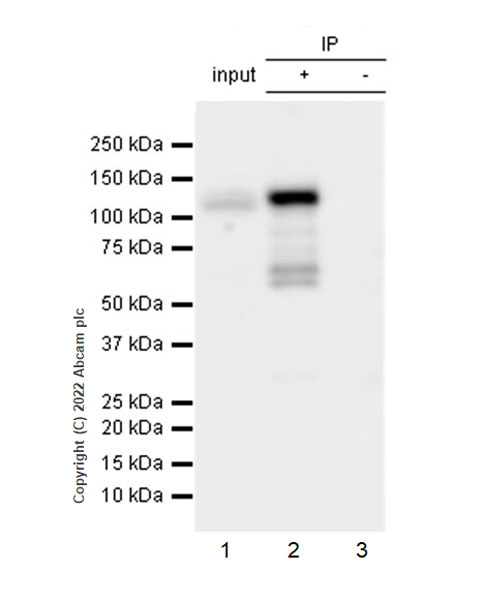Immunoprecipitation - Anti-XPF antibody [EPR25350-148] - BSA and Azide free (AB290740)