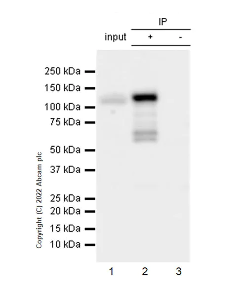 Immunoprecipitation - Anti-XPF antibody [EPR25350-148] - BSA and Azide free (AB290740)