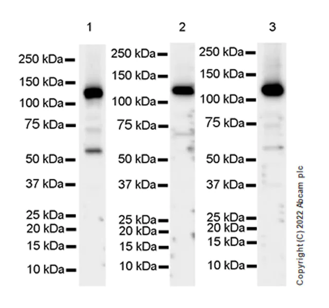 Western blot - Anti-XPF antibody [EPR25350-148] - BSA and Azide free (AB290740)