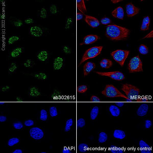 Immunocytochemistry/ Immunofluorescence - Anti-XPG antibody [EPR25351-5] (AB302615), expandable thumbnail