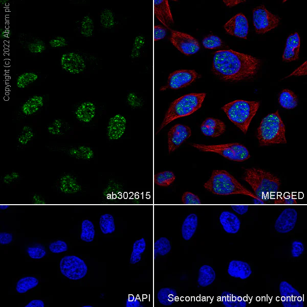 Immunocytochemistry/ Immunofluorescence - Anti-XPG antibody [EPR25351-5] (AB302615)