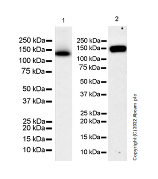 Western blot - Anti-XPG antibody [EPR25351-5] (AB302615), expandable thumbnail