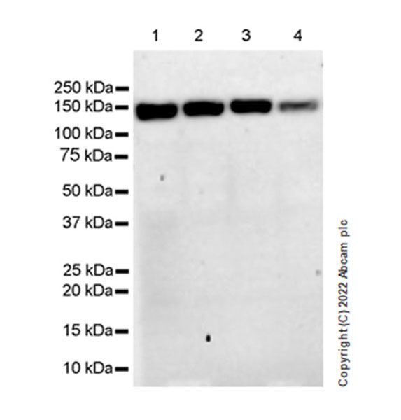 Western blot - Anti-XPG antibody [EPR25351-5] (AB302615), expandable thumbnail