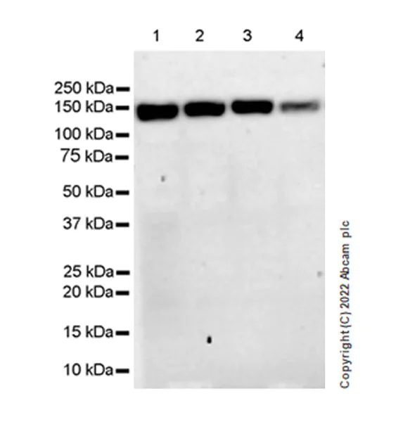 Western blot - Anti-XPG antibody [EPR25351-5] (AB302615)
