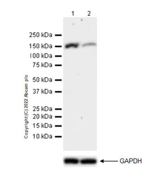 Western blot - Anti-XPG antibody [EPR25351-5] - BSA and Azide free (AB302616)