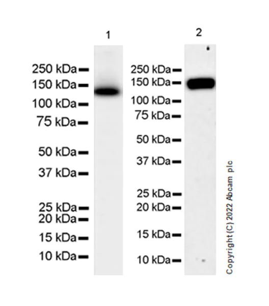 Western blot - Anti-XPG antibody [EPR25351-5] - BSA and Azide free (AB302616)