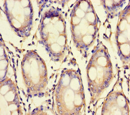 Immunohistochemistry (Formalin/PFA-fixed paraffin-embedded sections) - Anti-XPNPEP1 antibody (AB235324), expandable thumbnail