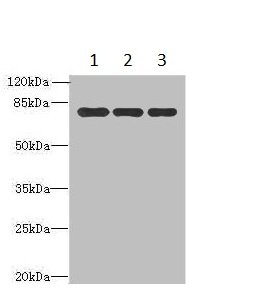 Western blot - Anti-XPNPEP1 antibody (AB235324), expandable thumbnail