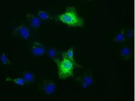 Immunocytochemistry/ Immunofluorescence - Anti-XPNPEP1 antibody [OTI1E3] (AB123929)