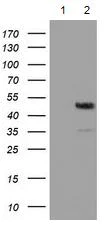 Western blot - Anti-XPNPEP1 antibody [OTI1E3] (AB123929)