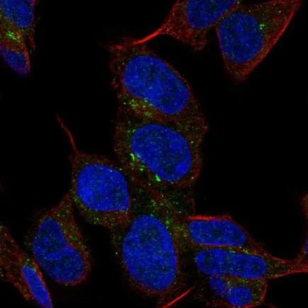 Immunocytochemistry/ Immunofluorescence - Anti-XPNPEP2/mAPP antibody (AB224034)