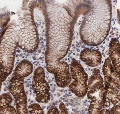 Immunohistochemistry (Formalin/PFA-fixed paraffin-embedded sections) - Anti-XPNPEP3 antibody (AB224211)