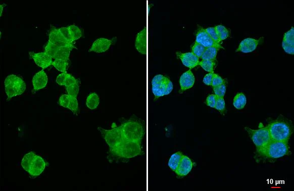 Immunocytochemistry/ Immunofluorescence - Anti-XPR1 antibody [HL2631] - BSA and Azide free (AB325877)