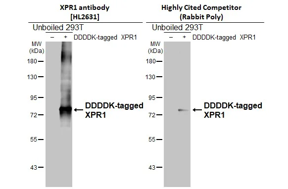 Western blot - Anti-XPR1 antibody [HL2631] - BSA and Azide free (AB325877)