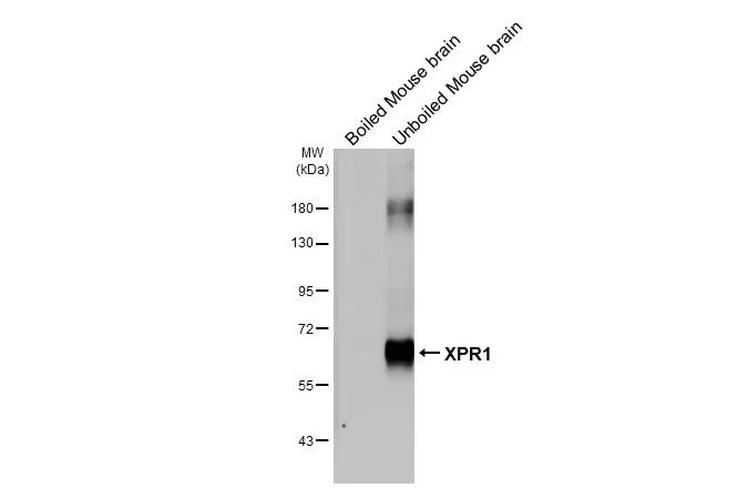 Western blot - Anti-XPR1 antibody [HL2631] - BSA and Azide free (AB325877)
