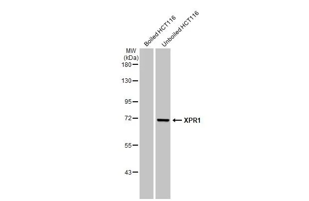 Western blot - Anti-XPR1 antibody [HL2631] - BSA and Azide free (AB325877)