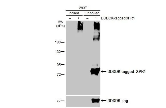 Western blot - Anti-XPR1 antibody [HL2631] - BSA and Azide free (AB325877)