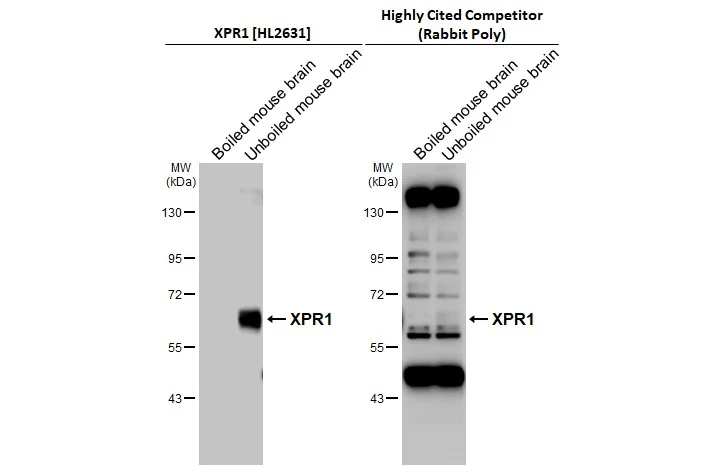 Western blot - Anti-XPR1 antibody [HL2631] - BSA and Azide free (AB325877)