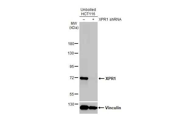 Western blot - Anti-XPR1 antibody [HL2631] - BSA and Azide free (AB325877)
