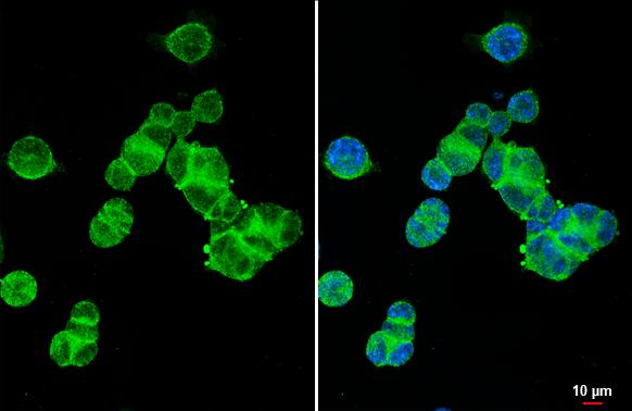 Anti-XPR1 antibody [HL2632] - BSA and Azide free (ab325878) | Abcam