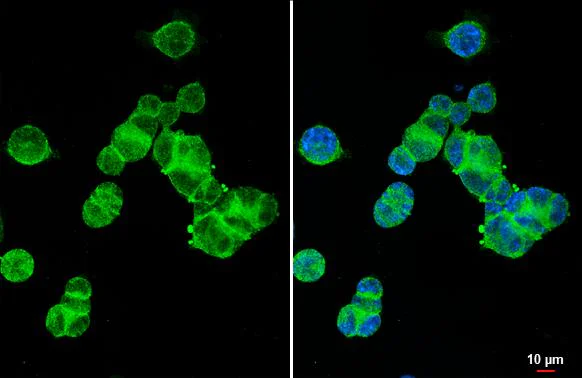 Immunocytochemistry/ Immunofluorescence - Anti-XPR1 antibody [HL2632] - BSA and Azide free (AB325878)