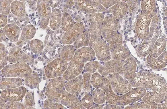 Immunohistochemistry (Formalin/PFA-fixed paraffin-embedded sections) - Anti-XPR1 antibody [HL2632] - BSA and Azide free (AB325878)