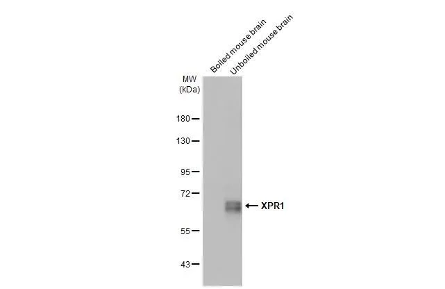 Western blot - Anti-XPR1 antibody [HL2632] - BSA and Azide free (AB325878)