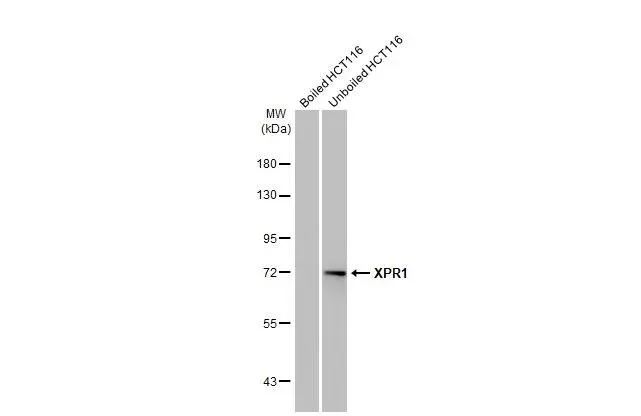 Western blot - Anti-XPR1 antibody [HL2632] - BSA and Azide free (AB325878)