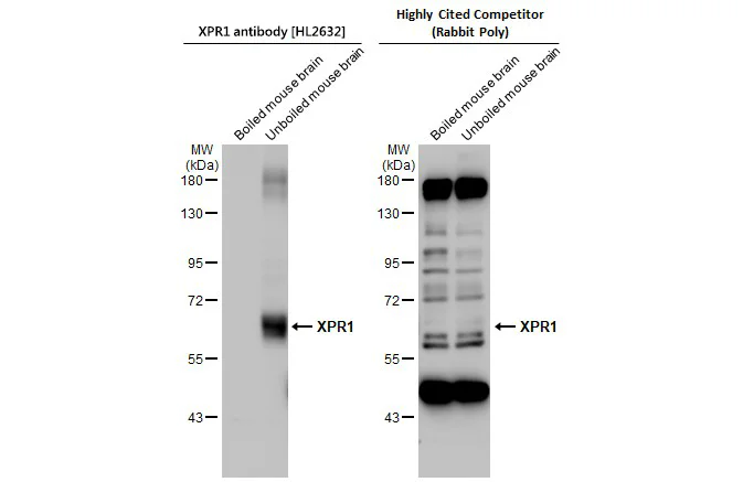 Western blot - Anti-XPR1 antibody [HL2632] - BSA and Azide free (AB325878)