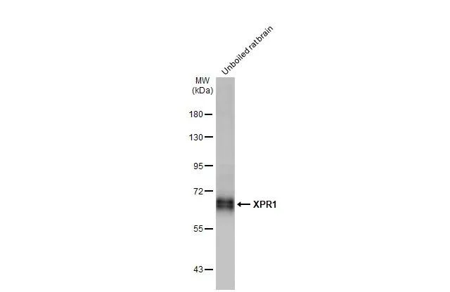 Western blot - Anti-XPR1 antibody [HL2632] - BSA and Azide free (AB325878)