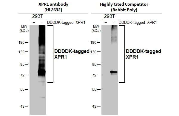 Western blot - Anti-XPR1 antibody [HL2632] - BSA and Azide free (AB325878)