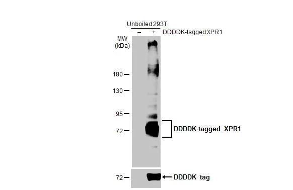 Western blot - Anti-XPR1 antibody [HL2632] - BSA and Azide free (AB325878)