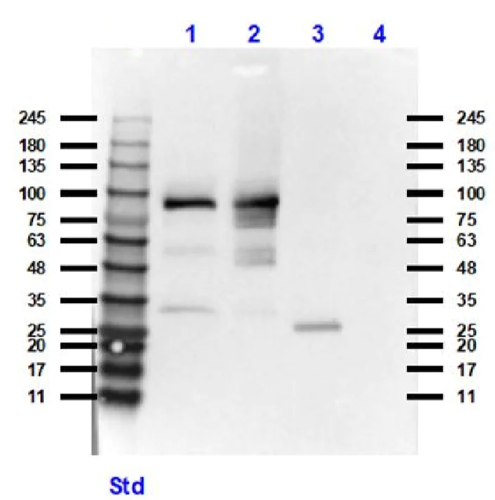Western blot - Anti-XRCC1 antibody (AB235196)